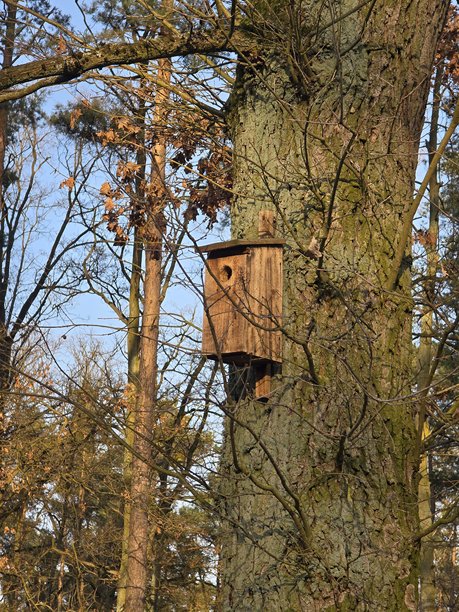 照片展示了森林中的鸟屋。图片下载