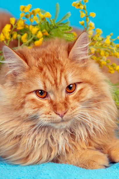 美丽的橙色西伯利亚长毛猫，头上插着花朵，背景为蓝色。竖版照片图片下载