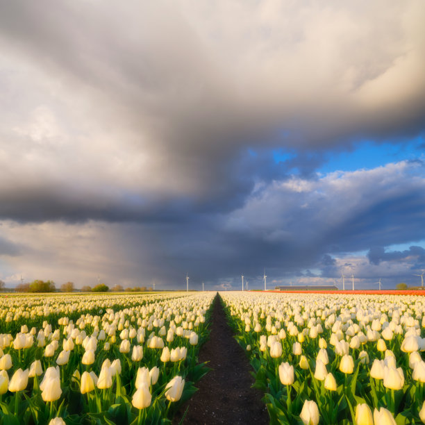 郁金香田野。荷兰风景。田野上的行列。荷兰。暴风雨中的花卉风景。适合用作壁纸、明信片或背景的照片。图片下载