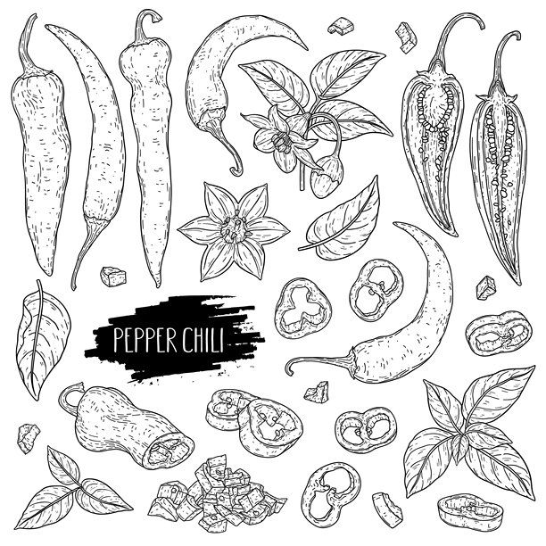 有机蔬菜辣椒套装。手绘的整颗辣椒、切片、半边、碎片、花朵、枝条和叶子。线条风格的有机天然调味概念。轮廓手绘插图。图片下载