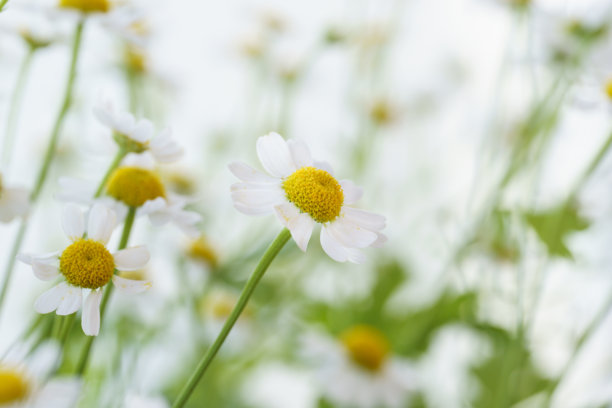 美丽的雏菊和大丽花照片，浅色背景上的洋甘菊特写，雏菊花束图片下载