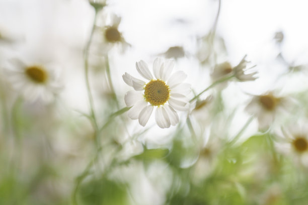 美丽的雏菊和非洲菊照片，浅色背景上的洋甘菊特写，雏菊花束图片下载