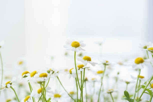 美丽的雏菊和非洲菊照片，浅色背景上的洋甘菊特写，雏菊花束图片下载