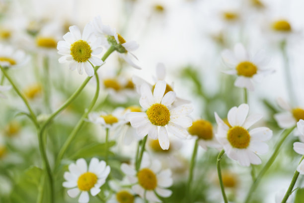 美丽的雏菊和大丽花照片，浅色背景上的洋甘菊特写，雏菊花束图片下载