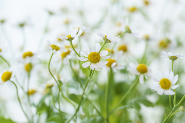 美丽的雏菊和大丽花照片，浅色背景上的洋甘菊特写，雏菊花束图片下载