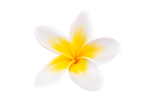 特写照片，白色背景上的鸡蛋花（普鲁梅里亚），热带花卉独立展示图片下载