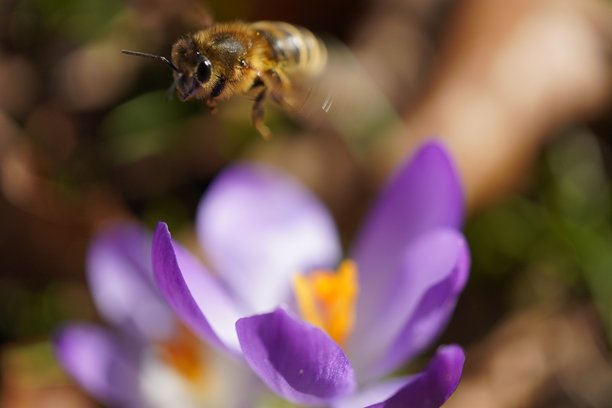 蜜蜂在采集花粉。一只蜜蜂停在紫色的番红花上。蜜蜂在花朵上的特写照片。蜜蜂在春天的花朵上采集花蜜。图片下载