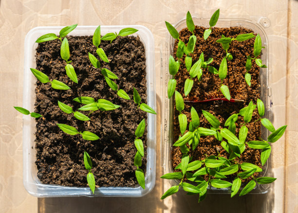 从托盘中生长的植物的照片，俯视图。播种幼苗的种子。种植种子。农业和家庭园艺概念。图片下载