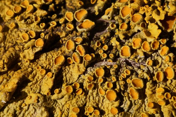 来自苔藓迷人世界的纹理和鲜艳色彩；金色苔藓；黄斑苔藓；微距照片图片下载
