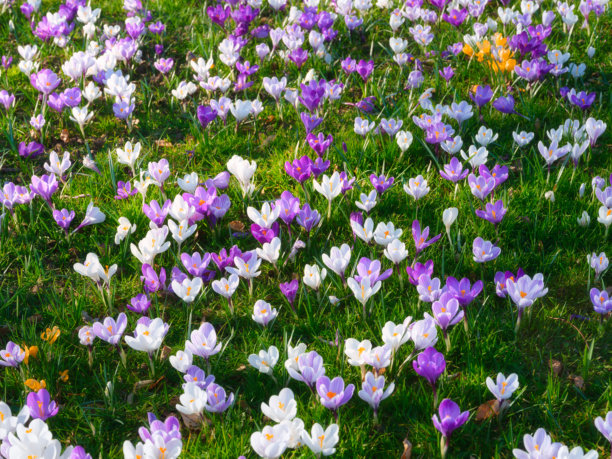 春天的花朵。植物作为背景。自然背景和纹理。适合用作壁纸、明信片和背景的照片。图片下载