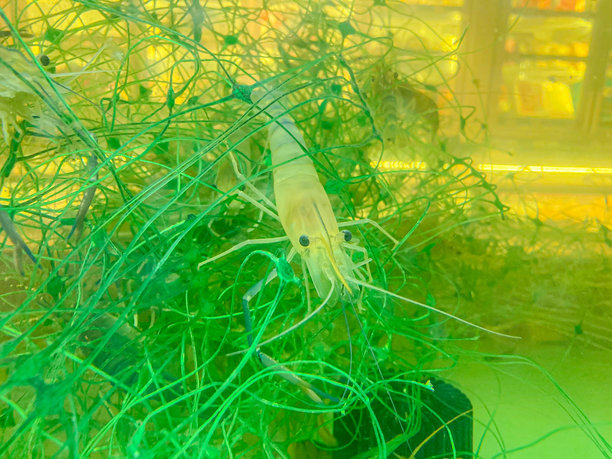 橙色虾或小龙虾的特写，可能是淡水物种，周围环绕着藻类或植物，处于水生环境中。这张图片是自然主义的特写镜头，重点展示了图片下载