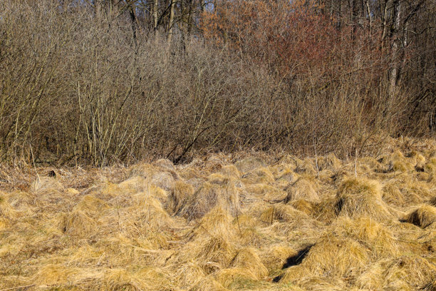 这张照片描绘了一个风景，前景是一片干枯的草地，背景是一片森林。草地呈现出黄褐色，局部有一些草丛突出。图片下载