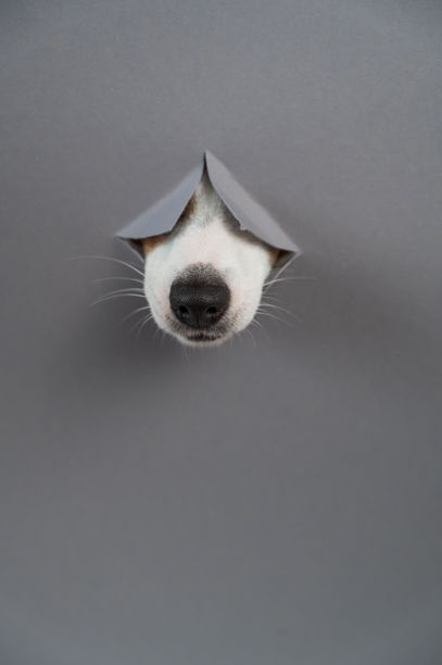 杰克罗素梗的鼻子从灰色纸板背景中伸出。留白空间。竖版照片。图片下载