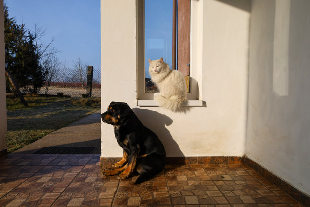 这张照片展示了一个房子的露台场景，一只罗威纳犬坐在瓷砖上，白猫则坐在玻璃门后面的窗台上。图片下载