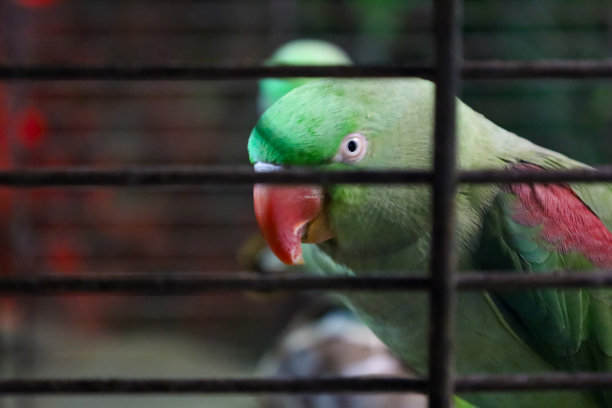 这张照片展示了一只绿色鹦鹉在笼子里的特写。鹦鹉位于画面的中心，它的头部和部分身体透过笼子的金属栏杆可见。图片下载