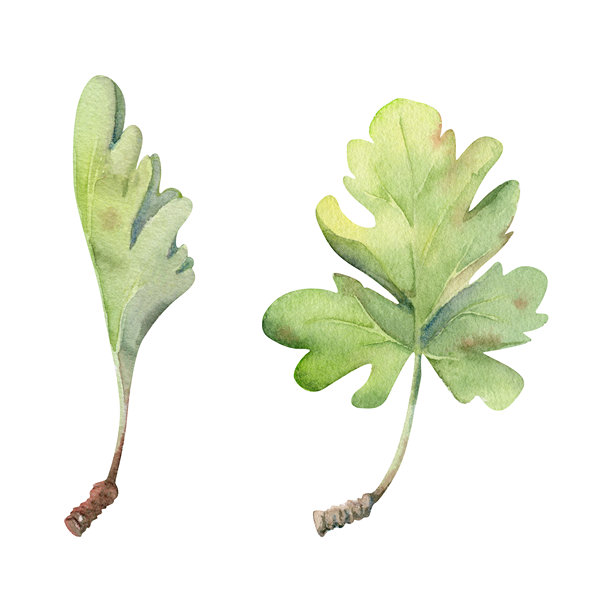 手绘水彩的花卉绿叶、灌木树植物叶片。醋栗、橡树、黑加仑、梧桐、白杨。孤立的植物插图。婚礼花艺、剪贴簿装饰、化妆品。图片下载