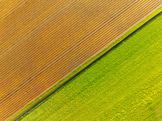 郁金香花田作为背景。整齐的花田。鸟瞰图。自然。无人机拍摄的郁金香花田。适合用作背景、壁纸和明信片的照片。图片下载
