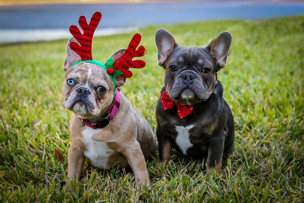 两只法国斗牛犬兄妹，戴着驯鹿角和蝴蝶结，在佛罗里达中部的房子前院摆姿势拍圣诞照片， inquisitively地看着镜头。图片下载