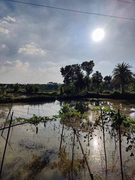 老树树皮的纹理特写照片，展示树木的细节纹理图片下载