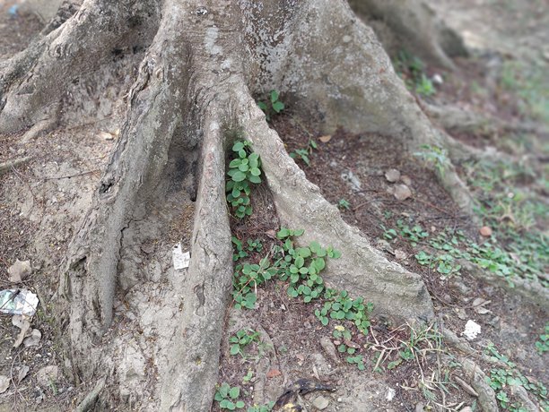 老树树皮的纹理特写照片，展示树木的细节纹理图片下载