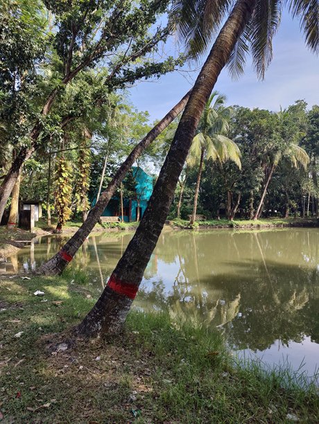 老树树皮的纹理特写照片，展示树木的细节纹理图片下载