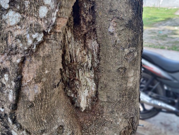 老树树皮的纹理特写照片，展示树木的细节纹理图片下载