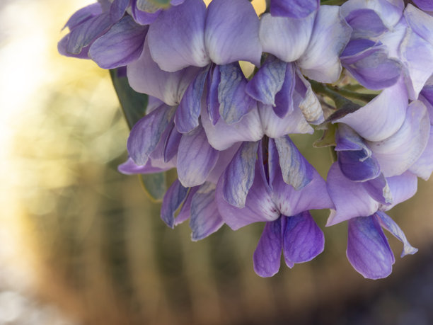 春季微距照片中，山月桂花朵簇拥，背景是模糊的仙人掌。图片下载