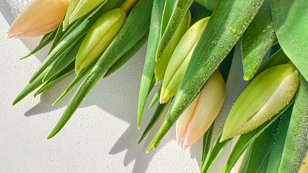 浪漫假期布局，白色背景上的郁金香，留有空白，平铺。庆祝国际妇女节。贺卡模板。春天的爱情概念。高质量照片。图片下载