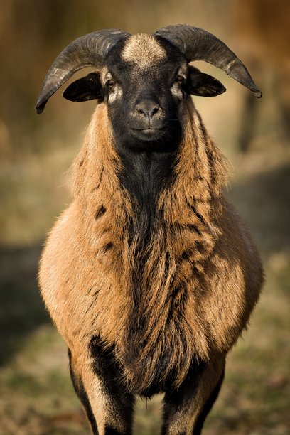 草地上公羊的特写肖像。搞笑动物照片。捷克共和国乡村的小农场。图片下载