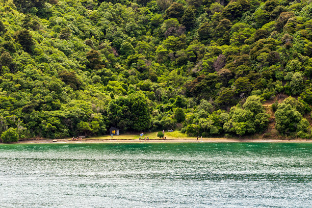 新西兰马尔堡海峡的风景照片，展示了郁郁葱葱的森林延伸至宁静的海岸线。图片下载