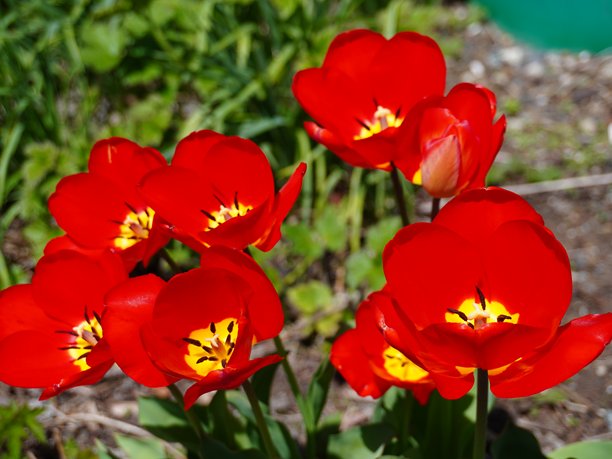 美丽的红色郁金香中间是黄色的，盛开并在院子里生长，照片背景模糊。图片下载