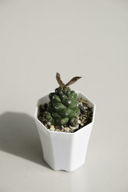 多肉植物Euphorbia ritchiei的特写照片。图片下载