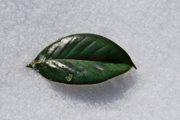 雪中的绿色叶子作为背景，特写照片图片下载