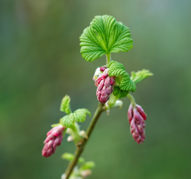 特写照片展示了嫩绿的叶子和生锈的红色花蕾，背景为模糊的自然景色。图片下载