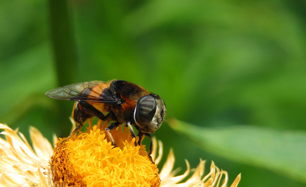 一只悬停蝇栖息在黄色花朵上的特写微距照片，突显出复杂的翅膀细节、复眼和毛茸茸的身体。郁郁葱葱的绿色背景提供了自然的对比，强调了授粉者在生物多样性和生态系统中的重要作用。图片下载