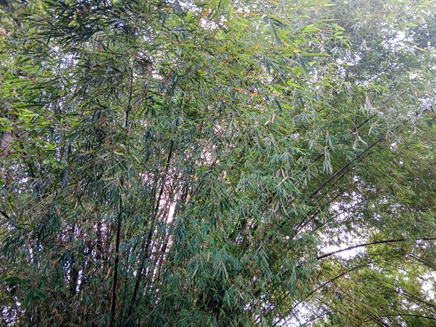 竹子，树木图像，图片，3D物体，库存照片和矢量图图片下载