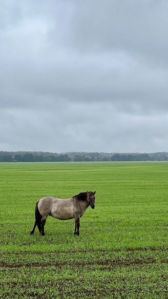 在灰色天空下，一匹塔尔潘马（或波兰小马）在草地上吃草的竖版照片图片下载