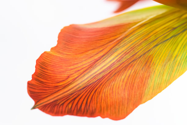 极致花朵特写。郁金香花瓣的微距照片，展现了细致的纹理和明亮的彩虹色彩。特写展示了从橙色到紫色再到绿色的脉络和色彩过渡。图片下载