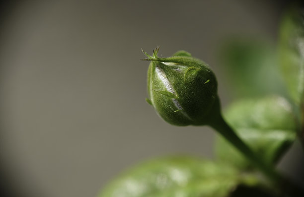玫瑰花蕾的特写照片。图片下载
