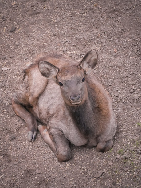 年轻的小鹿在动物园围栏中安静地休息，展现出它柔软的毛皮和温和的性情。野生动物公园是濒危物种的庇护所。竖版照片图片下载