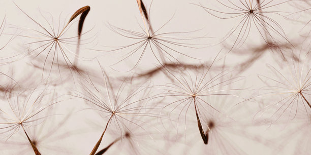 干花干种子的自然抽象横幅，有机纹理作为自然背景。宏观纹理，粉红米色美学照片，带有伞形种子，流行的植物设计。图片下载