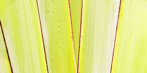 香蕉棕榈树叶的纹理，绿色和黄色的横幅。近距离自然背景用于设计。棕榈叶的线条作为抽象纹理背景，自然美学植物照片图案。图片下载