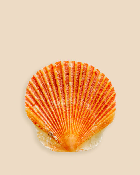 明亮的橙色海贝壳特写，背景为浅米色。美丽的自然小扇贝，柔和的夏季垂直照片，海洋和海洋生物设计，有机形状和微观纹理细节。图片下载