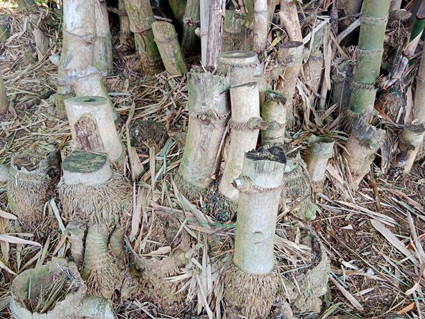 竹子，树木图像，图片，3D物体，库存照片和矢量图图片下载