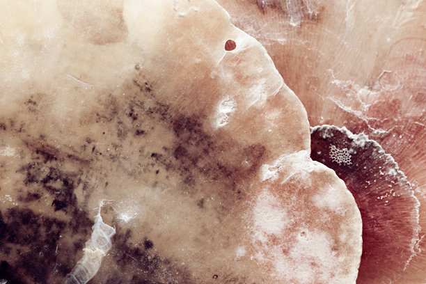 自然图案纹理海贝壳，微距照片，美丽自然抽象背景，俯视淡粉色紫色贝壳表面，蛤蜊特写，海洋，航海，海洋生物背景图片下载