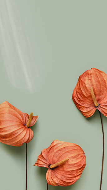 秋季色彩静物极简照片，俯视鲜艳的橙色马蹄莲花朵与彩色背景。极简美学花卉设计竖版横幅，故事模板。时尚的干燥秋季花卉。图片下载
