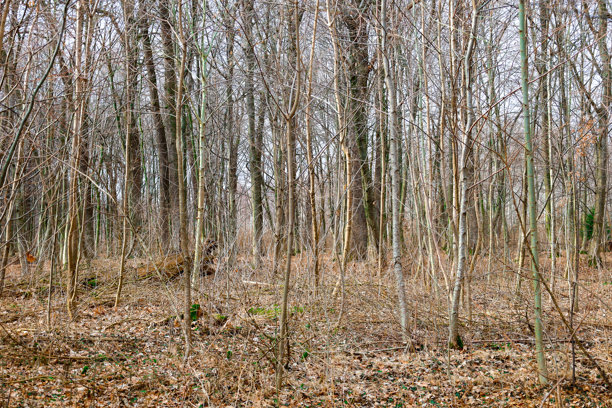 这张照片展示了一片茂密的森林，树木高大且无叶。地面覆盖着落叶，形成了有纹理的背景。图片下载