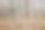这张照片展示了一片茂密的森林，树木高大且无叶。地面覆盖着落叶，形成了有纹理的背景。图片下载
