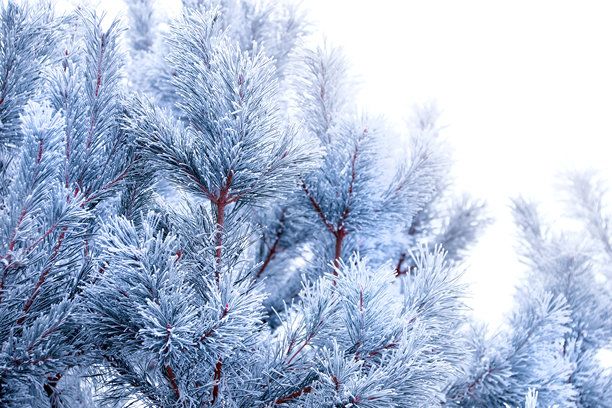 横向圣诞背景，带有被霜覆盖的松树枝。节日圣诞横幅，展示了冰冻的冷杉树枝。照片调色为蓝色。图片下载