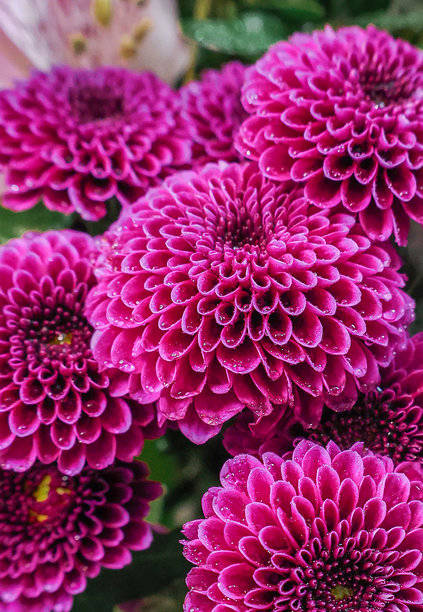 一束花，菊花，特写，明信片，背景，图片，花店老板图片下载